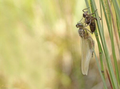 Frisch geschlüpfte Libelle, Freshly hatched dragonfly

Aufnahmeort:	Neckartal	
Kamera:	Canon	EOS 60D
Objektiv:	Sigma Makro	150mm
Stativ		
		
# 00167

© Alle von mir veröffentlichten Bilder unterliegen dem Urheberrecht und dürfen ohne meine schriftliche Genehmigung nicht verwendet werden.