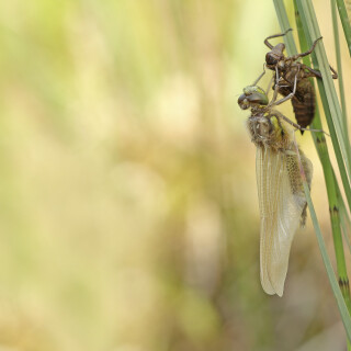 Libelle_Odonata_20210603_0014_B_Web