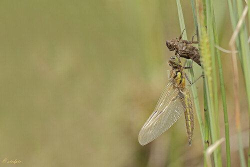 Frisch geschlüpfte Libelle, Freshly hatched dragonfly

Aufnahmeort:	Neckartal	
Kamera:	Canon	EOS 60D
Objektiv:	Sigma Makro	150mm
Stativ		
		
# 00168

© Alle von mir veröffentlichten Bilder unterliegen dem Urheberrecht und dürfen ohne meine schriftliche Genehmigung nicht verwendet werden.