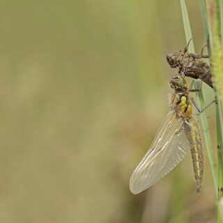 Libelle_Odonata_20210603_0025_B_Web