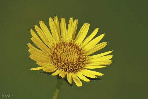 Schwertblättriger Alant, Inula ensifolia, Sword-leavedinula

Aufnahmeort:	Odenwald	
Kamera:	Canon	EOS 60D
Objektiv:	Sigma Makro	150mm
Stativ		
		
# 00171

© Alle von mir veröffentlichten Bilder unterliegen dem Urheberrecht und dürfen ohne meine schriftliche Genehmigung nicht verwendet werden.