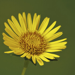 Schwertblaettriger-Alant_Inula-ensifolia_20240813_0001-25_B_Web