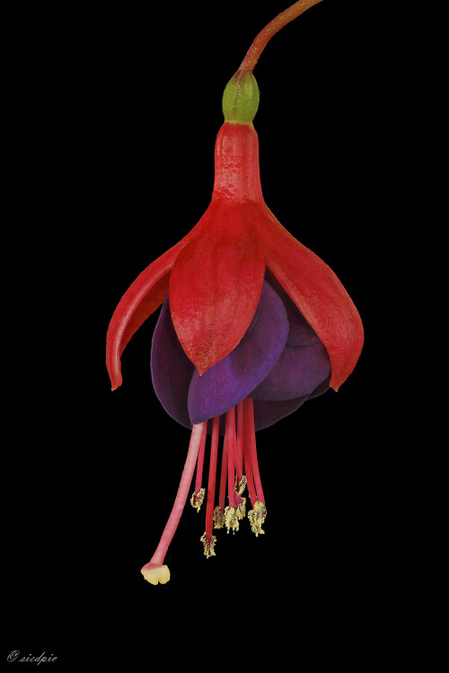 Fuchsie, Fuchsia

Aufnahmeort:	Odenwald	
Kamera:	Canon	EOS 60D
Objektiv:	Sigma Makro	150mm
Stativ		
		
# 00172

© Alle von mir veröffentlichten Bilder unterliegen dem Urheberrecht und dürfen ohne meine schriftliche Genehmigung nicht verwendet werden.