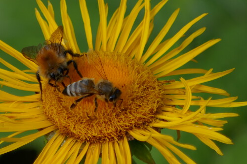 Hummel + Bienchen auf Alant