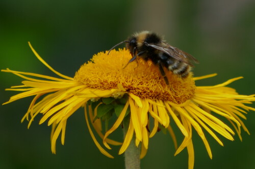 Alant mit Erdhummel