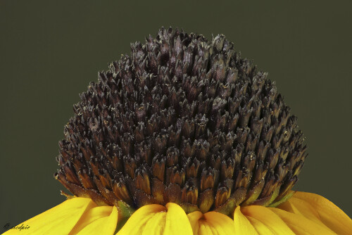 Gewöhnlicher Sonnenhut, Rudbeckia fulgida, Rudbeckia

Aufnahmeort:	Odenwald	
Kamera:	Canon	EOS 60D
Objektiv:	Sigma Makro	150mm
Stativ		
		
# 00173

© Alle von mir veröffentlichten Bilder unterliegen dem Urheberrecht und dürfen ohne meine schriftliche Genehmigung nicht verwendet werden.