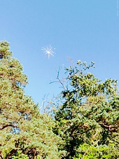 Bei dem blauen Himmel noch keine Ozonwerte zu fürchten?
Ein aufsteigender Same einer Gewöhnlichen Kratzdistel(Cirsim vulgare(L.)) am Himmel
Wipfeldürre einer Rotbuche(Fagus sylvatica(L.)) im Hintergrund
(Ggf. Bildtitel: "Der Traum einer heilen Welt?")
https://de.wikipedia.org/wiki/Ozon
https://de.wikipedia.org/wiki/Gew%C3%B6hnliche_Kratzdistel
https://de.wikipedia.org/wiki/Rotbuche