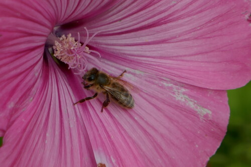 Malve mit Bienchen