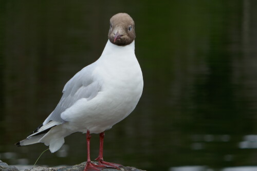 Diese Möve traf ich in Wales