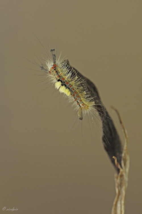 Schlehen-Bürstenspinner, Orgyia antiqua, Rusty tussock moth

Aufnahmeort:	Odenwald	
Kamera:	Canon	EOS 60D
Objektiv:	Sigma Makro	150mm
Stativ		
		
# 00174

© Alle von mir veröffentlichten Bilder unterliegen dem Urheberrecht und dürfen ohne meine schriftliche Genehmigung nicht verwendet werden.