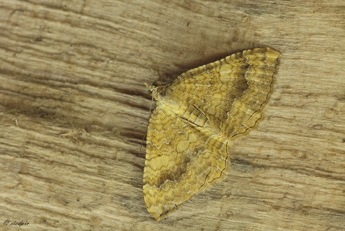 Ockergelber Blattspanner, Camptogramma bilineata, Yellow shell

Aufnahmeort:	Odenwald	
Kamera:	Canon	EOS 60D
Objektiv:	Sigma Makro	150mm
Stativ		
		
# 00175

© Alle von mir veröffentlichten Bilder unterliegen dem Urheberrecht und dürfen ohne meine schriftliche Genehmigung nicht verwendet werden.