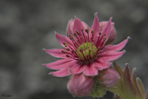 Gewöhnliche Hauswurz, Sempervivum tectorum, Common houseleek

Aufnahmeort:	Odenwald	
Kamera:	Canon	EOS 30D
Objektiv:	Sigma Makro	150mm
Stativ		
		
# 00176

© Alle von mir veröffentlichten Bilder unterliegen dem Urheberrecht und dürfen ohne meine schriftliche Genehmigung nicht verwendet werden.