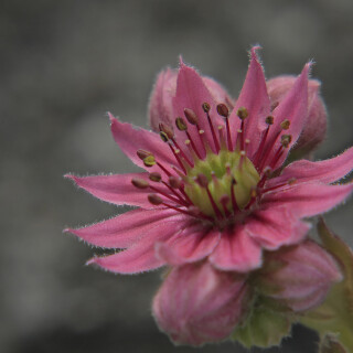 Gewoehnliche-Hauswurz_Sempervivum-tectorum_20070624_0007_B_Web