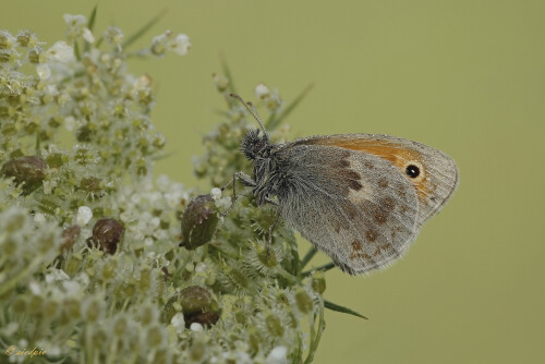 Kleines Wiesenvgöelchen, Coenonympha pamphilus, Small heath butterfly

Aufnahmeort:	Odenwald	
Kamera:	Canon	EOS 60D
Objektiv:	Sigma Makro	150mm
Stativ		
		
# 00177

© Alle von mir veröffentlichten Bilder unterliegen dem Urheberrecht und dürfen ohne meine schriftliche Genehmigung nicht verwendet werden.