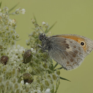 Kleines-Wiesenvoegelchen_Coenonympha-pamphilus_20240819_0002_B_Web