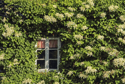 Kletterhortensie, Hydrangea petiolaris

Aufnahmeort:	Niedersachsen	
Kamera:	Canon	EOS 7D
Objektiv:	Canon 	EF70-200mm
Stativ		
		
# 00179

© Alle von mir veröffentlichten Bilder unterliegen dem Urheberrecht und dürfen ohne meine schriftliche Genehmigung nicht verwendet werden.