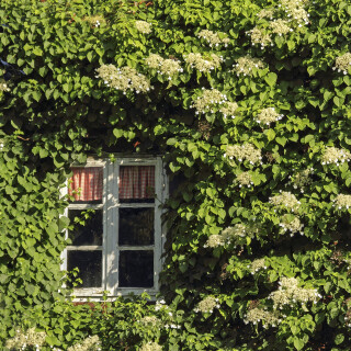 Kletterhortensie_Hydrangea-petiolaris_20140602_0002_B_HDR-soft_Web