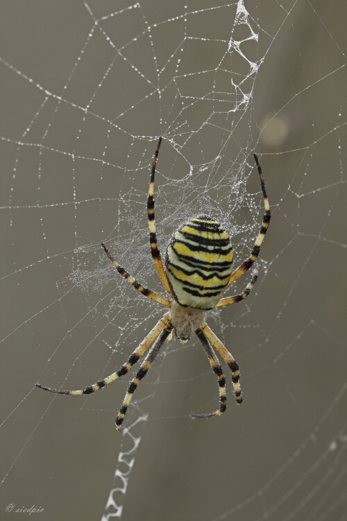 Wespenspinne, Argiope bruennichi, Wasp spider

Aufnahmeort:	Odenwald	
Kamera:	Canon	EOS 60D
Objektiv:	Sigma Makro	150mm
Stativ		
		
# 00178

© Alle von mir veröffentlichten Bilder unterliegen dem Urheberrecht und dürfen ohne meine schriftliche Genehmigung nicht verwendet werden.