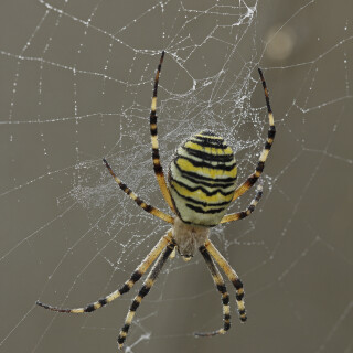 Wespenspinne_Argiope-bruennichi_20240819_0001_B_Web