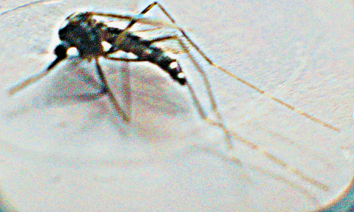 Eine Stechmücke der Gattung Aedes.
https://de.wikipedia.org/wiki/Aedes