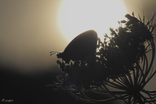 Kleines Wiesenvgelchen, Coenonympha pamphilus, Small heath butterfly

Aufnahmeort:	Odenwald	
Kamera:	Canon	EOS 60D
Objektiv:	Sigma Makro	150mm
Stativ		
		
# 00180

© Alle von mir veröffentlichten Bilder unterliegen dem Urheberrecht und dürfen ohne meine schriftliche Genehmigung nicht verwendet werden.