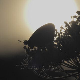 Kleines-Wiesenvoegelchen_Coenonympha-pamphilus_20240819_0004_B_Web