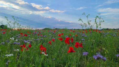 Blühfläche #02 Mohn & andere 08.07.2024