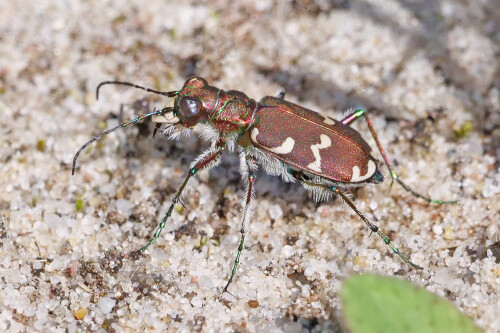 dünen (kupferbrauner) sandlaufkäfer, cicindela hybrida