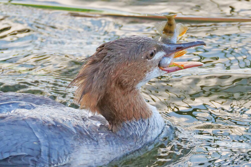 gänsesäger mit barsch