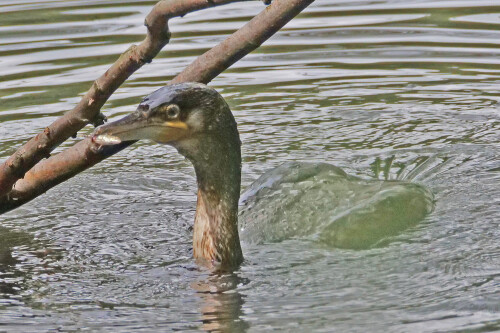 kormoran mit stichling