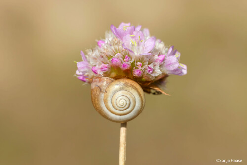 Diese Schnecke ruhte an der hübschen Blüte aus. Sommer 2024