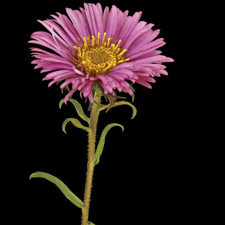 Raublatt-Aster_Novae-angliae_20240825_0001-22_B_Web