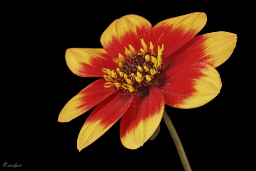 Dahlie-Happy-Days-Bicolour-Yellow-Red_Dahlia_20240826_0001_B_Web.jpeg