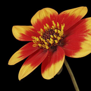 Dahlie-Happy-Days-Bicolour-Yellow-Red_Dahlia_20240826_0001_B_Web