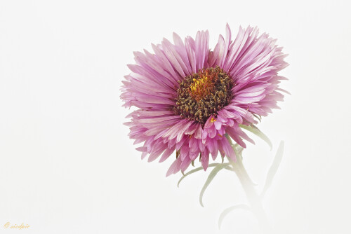 Raublatt-Aster, Novae angliae, New England aster

Aufnahmeort:	Odenwald	
Kamera:	Canon	EOS 60D
Objektiv:	Sigma Makro	150mm
Stativ		
		
# 00185

© Alle von mir veröffentlichten Bilder unterliegen dem Urheberrecht und dürfen ohne meine schriftliche Genehmigung nicht verwendet werden.