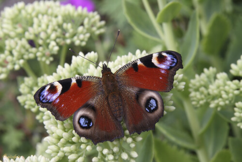 Tagpfauenauge, Inachis io, Peacock

Aufnahmeort:	Odenwald	
Kamera:	Canon	EOS 60D
Objektiv:	Sigma Makro	150mm
Stativ		
		
# 00187

© Alle von mir veröffentlichten Bilder unterliegen dem Urheberrecht und dürfen ohne meine schriftliche Genehmigung nicht verwendet werden.