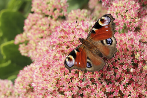 Tagpfauenauge, Inachis io, Peacock

Aufnahmeort:	Odenwald	
Kamera:	Canon	EOS 7D
Objektiv:	Canon 	EF 50mm
		
		
# 00188

© Alle von mir veröffentlichten Bilder unterliegen dem Urheberrecht und dürfen ohne meine schriftliche Genehmigung nicht verwendet werden.