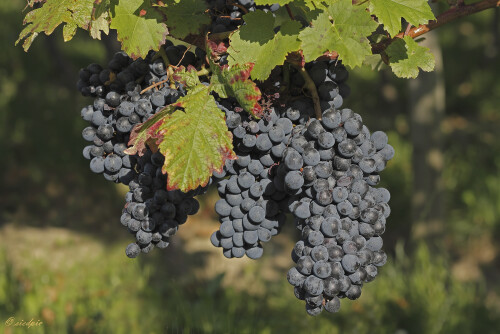 Weintrauben, Grapes

Aufnahmeort:	Heppenheim	
Kamera:	Canon	EOS 7D
Objektiv:	Canon 	EF 50mm
Stativ, CPL Filter		
		
# 00186

© Alle von mir veröffentlichten Bilder unterliegen dem Urheberrecht und dürfen ohne meine schriftliche Genehmigung nicht verwendet werden.