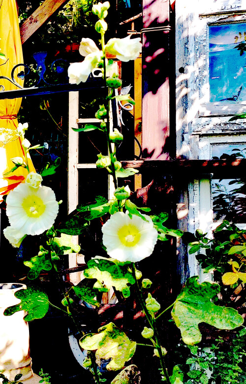 Die Gewöhnliche Stockrose(Alcea rosea(L.)) gehört zur Familie der Malvengewächsen(Malvaceae).
https://de.wikipedia.org/wiki/Gew%C3%B6hnliche_Stockrose