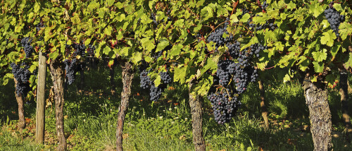 Weintrauben, Grapes

Aufnahmeort:	Heppenheim	
Kamera:	Canon	EOS 7D
Objektiv:	Canon 	EF 50mm
CPL Filter		
		
# 00189

© Alle von mir veröffentlichten Bilder unterliegen dem Urheberrecht und dürfen ohne meine schriftliche Genehmigung nicht verwendet werden.