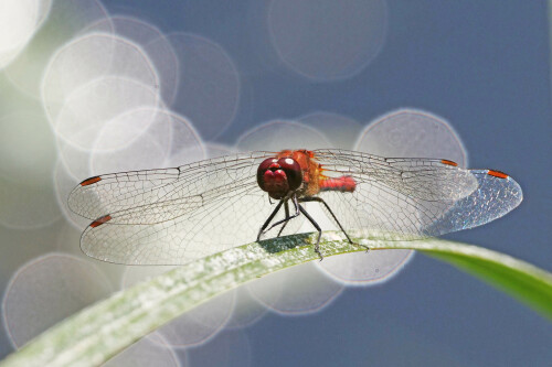 blutrote heidelibelle im gegenlicht 2