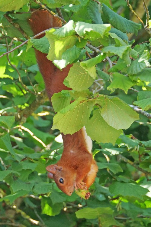 eichhörnchen bei der nussernte