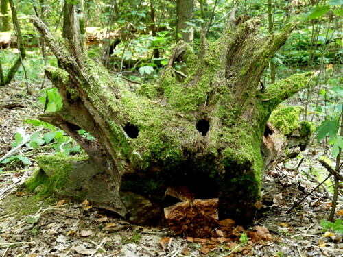 2024 08 29 Triesdorf Wannenholz großer Holzlurch 1