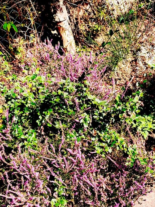 Die Besenheide(Calluna vulgaris(L.)Hull) ist ein Zwergstrauch und gehört zur Familie der Heidekrautgewächse(Ericaceae).
https://de.wikipedia.org/wiki/Besenheide