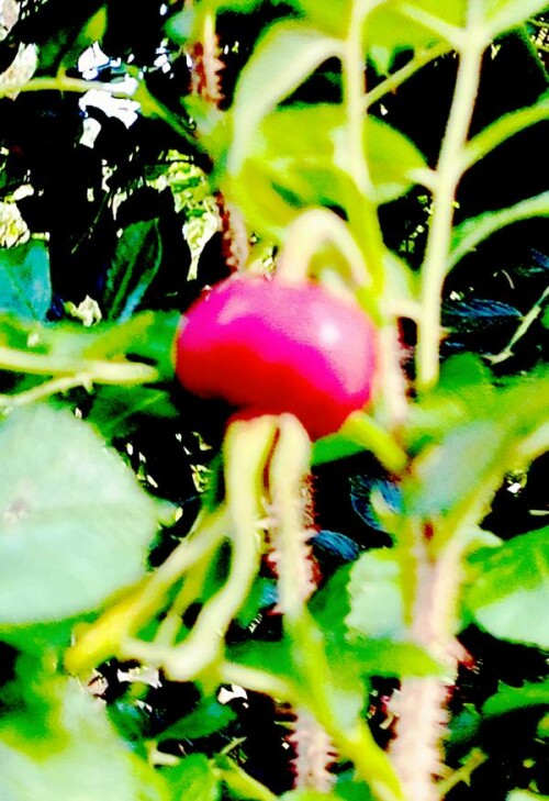 Die Hagebutte(Frucht) einer Kartoffelrose(Rosa rugosa(Thunb.))
https://de.wikipedia.org/wiki/Kartoffel-Rose