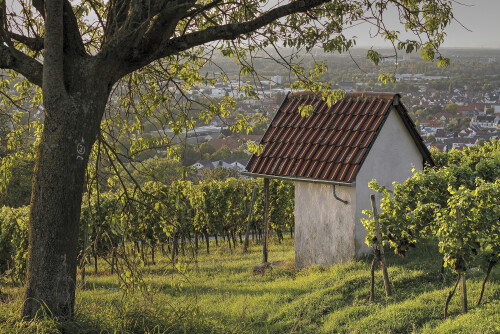 Weinberghäusel, Vineyard shed

Aufnahmeort:	Heppenheim	
Kamera:	Canon	EOS 7D
Objektiv:	Canon 	EF 50mm
CPL Filter		
		
# 00191

© Alle von mir veröffentlichten Bilder unterliegen dem Urheberrecht und dürfen ohne meine schriftliche Genehmigung nicht verwendet werden.