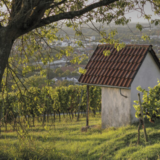 Weinberghaeusel_20240826_0003_B_HDR-ausgew_Web