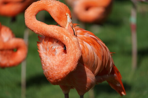 Flamingo 2