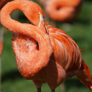 Flamingo-2