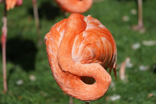 Flamingo 3